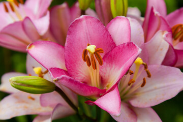 Lily with large pink buds growing in the garden