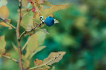 Lonely blueberry berry hanging on a branch on a blurred background