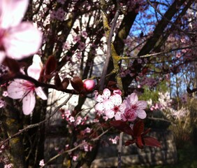 Apple blossom in sunlight against mossy tree branches