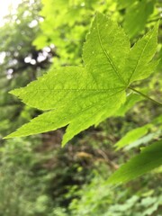 Bright green maple leaf