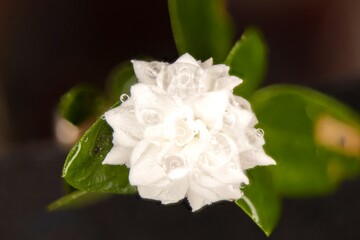 Serissa Foetida, Snow rose with droplets
