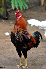 
chicken, rooster, large, red-feathered neck, red black blue wings, blue-black tail