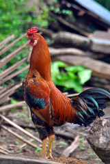 
chicken, rooster, large, red-feathered neck, red black blue wings, blue-black tail