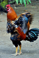 
chicken, rooster, large, red-feathered neck, red black blue wings, blue-black tail