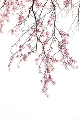 drooping cherry flowers on white background