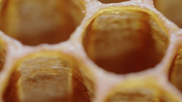 Wax foundation in super macro. Extreme close-up of hexagonal prismatic cells. Pollen and honey storage. Beekeeping. Apiary.