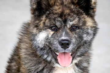 Young Black And White Brindle Akita Dog　5675