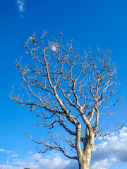 tree and sky