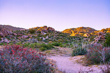 Fototapeta na wymiar sunset on a desert trail