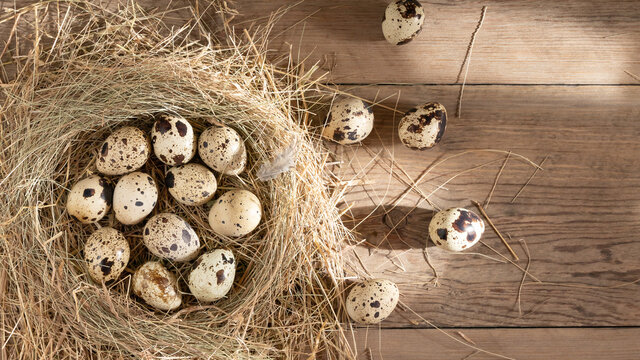 Several quail eggs in a decorative nest made of straw on a wooden table. copy space, horizontal banner, flatlay