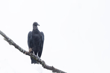 Gallinazo negro (coragyps atratus)