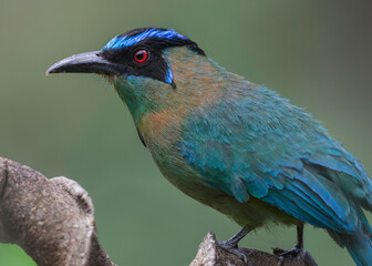 Barranquero andino (Momotus aequatorialis)
