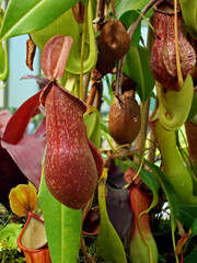 Nepenthes, carnivorous plant, insectivorous plant 
