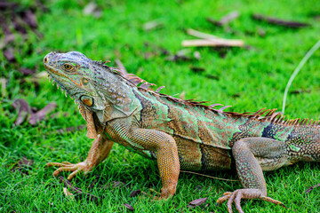 Iguanas warming in the sun on volcanic rocks.