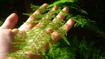 Helecho - Asparagus setaceus