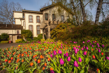 Tulips in bloom in Bush Pasture Park with a historic house in the background, Salem, Oregon
