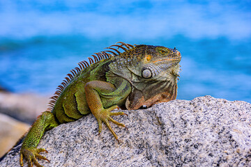 Wildlife and nature, marine Iguana. Green lizards iguana. Iguana dragon.
