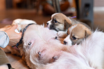 生後一か月のコーギーの赤ちゃん