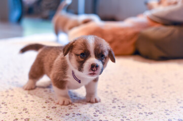 生後一か月のコーギーの赤ちゃん