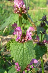 Purple Lamium flowers in the garden in spring, closeup