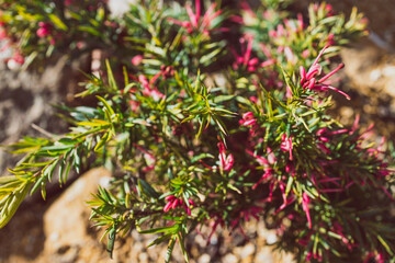 native Australian red grevillea plant outdoor in sunny backyard