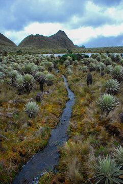 Paisaje p&aacute;ramo