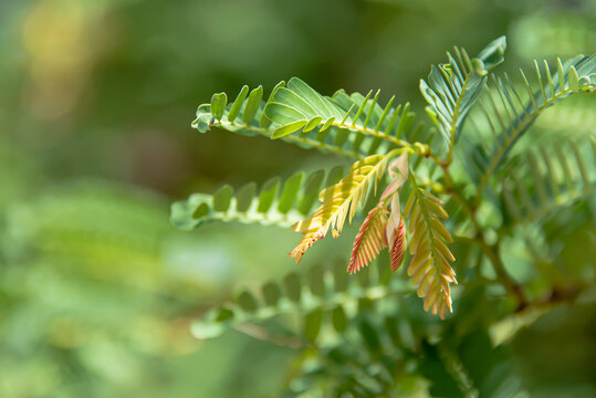 Top tamarind tree