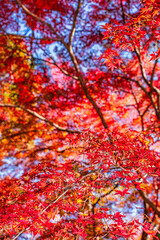 Fototapeta na wymiar 【秋イメージ】鮮やかな紅葉