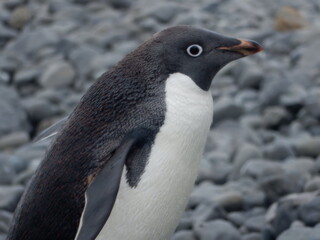 Adelie penguin 