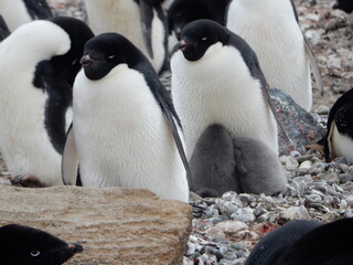 Obraz premium Baby Penguins Keeping Warm 