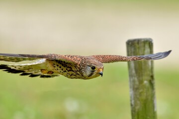 チョウゲンボウの超低空飛翔シーン