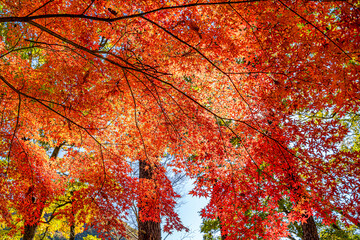 【秋イメージ】鮮やかな紅葉