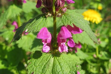 Beautiful purple Lamium flowers in the meadow, closeup