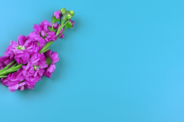 Matthiola incana isolated on blue background. Lilac Flowers isolated. Copy space. Postcard. Place for text. Gardening