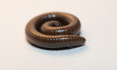 Black millipede. Julida is an ordermillipedes.