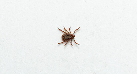 Ixodes ricinus, the castor bean tick, is a chiefly European species of hard-bodied tick.