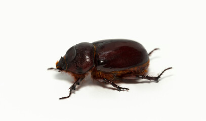 European rhinoceros beetle (Oryctes nasicornis) is a large flying beetle belonging to the subfamily...