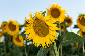 Fototapeta premium Sunflower Flower Blossom. Golden sunflower in the field backlit by the rays of the setting sun.