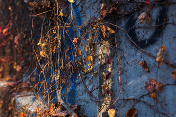 The wall of an old town house covered with red ivy on a bright Sunny autumn day