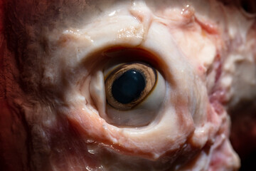 Sheep meat in water. The head of the animal without the skin. The eye of a slaughtered animal....