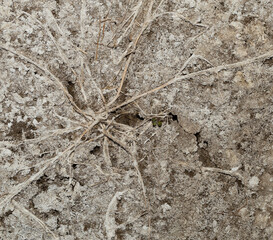 Salt flat. The soil is rich in salts.Texture of a dried-up lake.