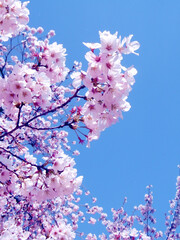 Blue sky and cherry blossoms japan sakura