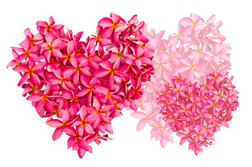 Fototapeta premium Art of beautiful plumeria flower hearts on white background