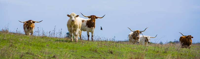 Texas longhorn cattle in a pasture in the Oklahoma panhandle.