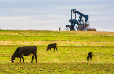 Black Angus cattle grazing in an Oklahoma pasture adjacent to an operating oil well.