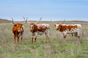 Texas longhorn cattle in a pasture in the Oklahoma panhandle.