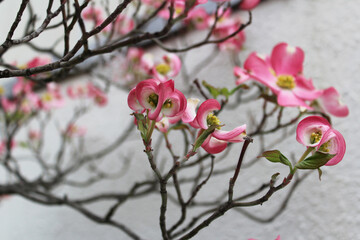 Pink Dogwood flower (Cornus florida rubra) in spring bloom, Japan