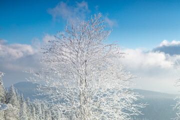 Closeup of tree with frost, winter morning tree, rime ice, frosty branch