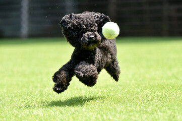 ドッグランで遊ぶトイプードル