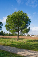 Obraz premium Spring green pine tree, front view, natural plant in park